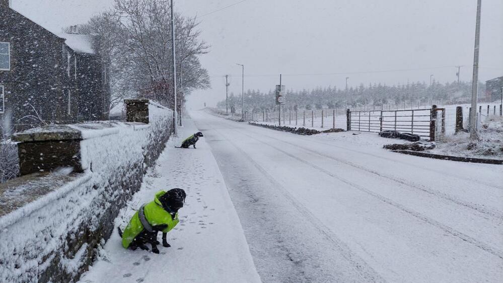 An empty, snow covered road with two dogs wearing florescent jackets. 