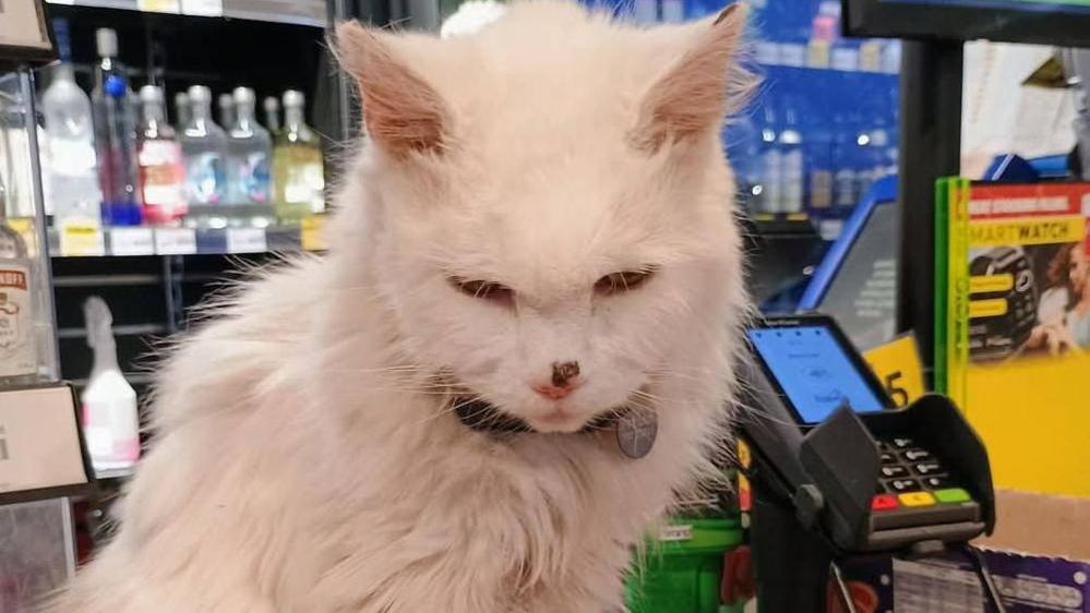 Pixie, a white chat, with a collar on, sitting on a counter in a petrol garage. She is looking down