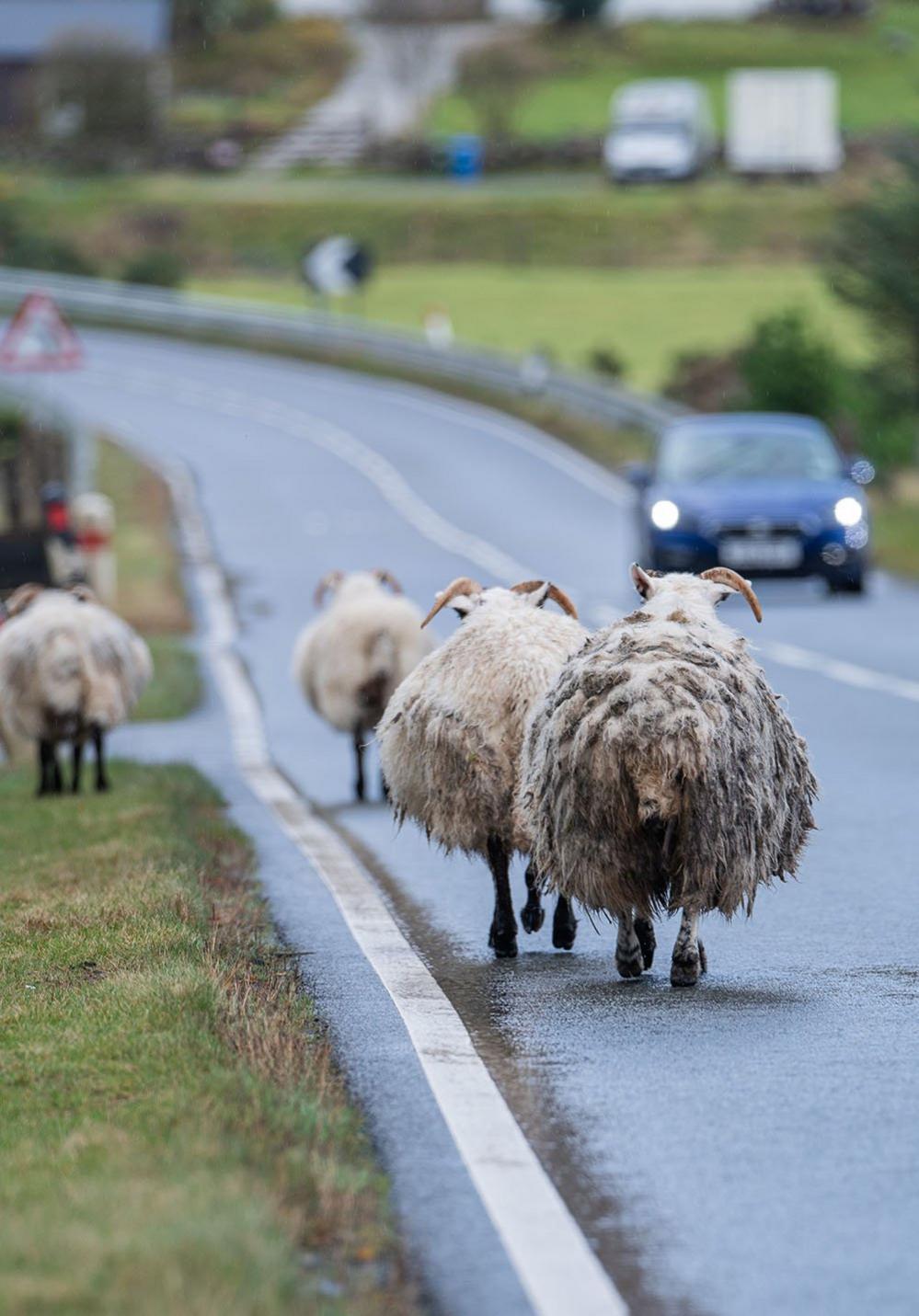 Sheep on a road