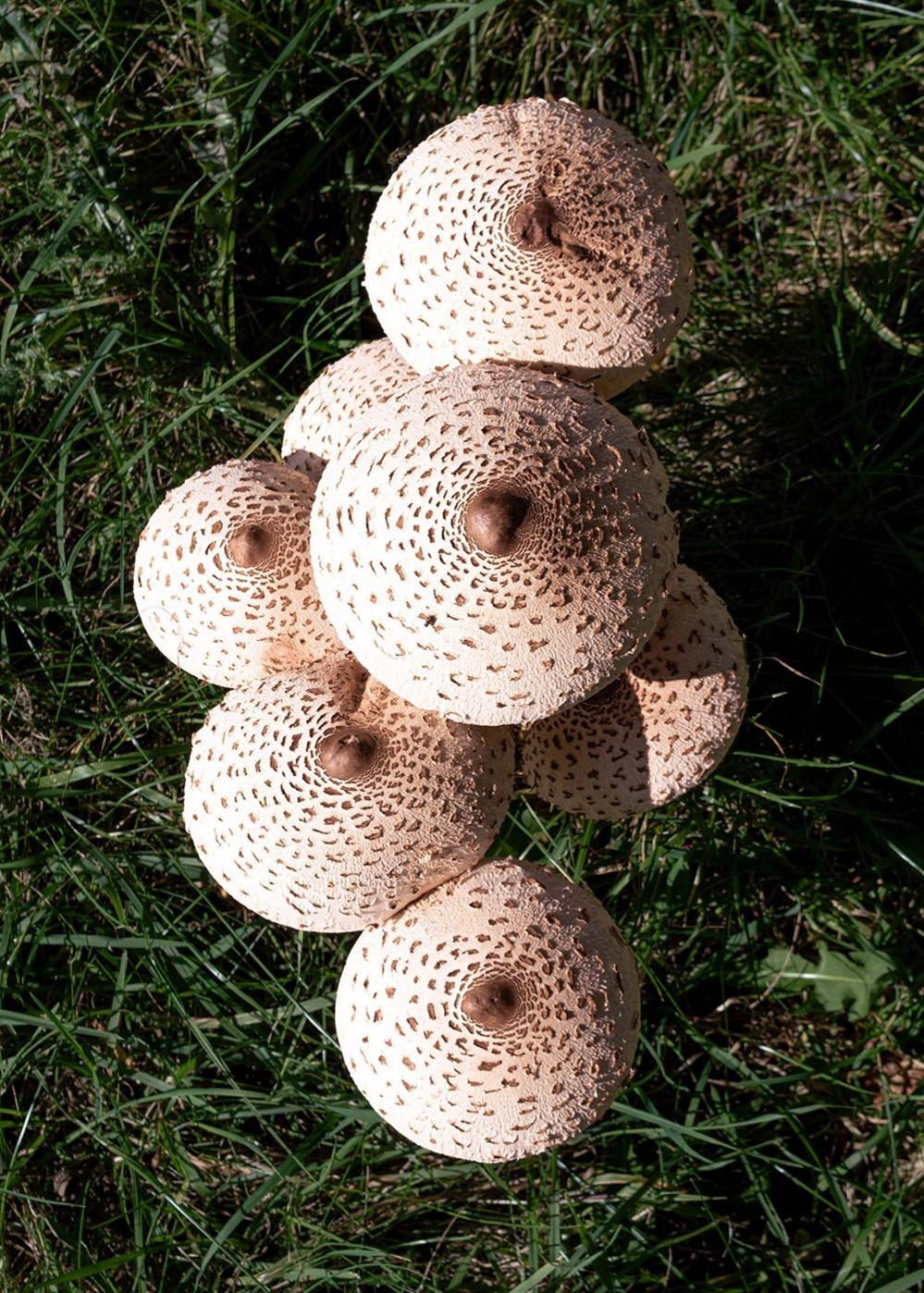 Toadstools