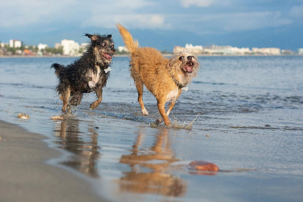 Dogs on a beach