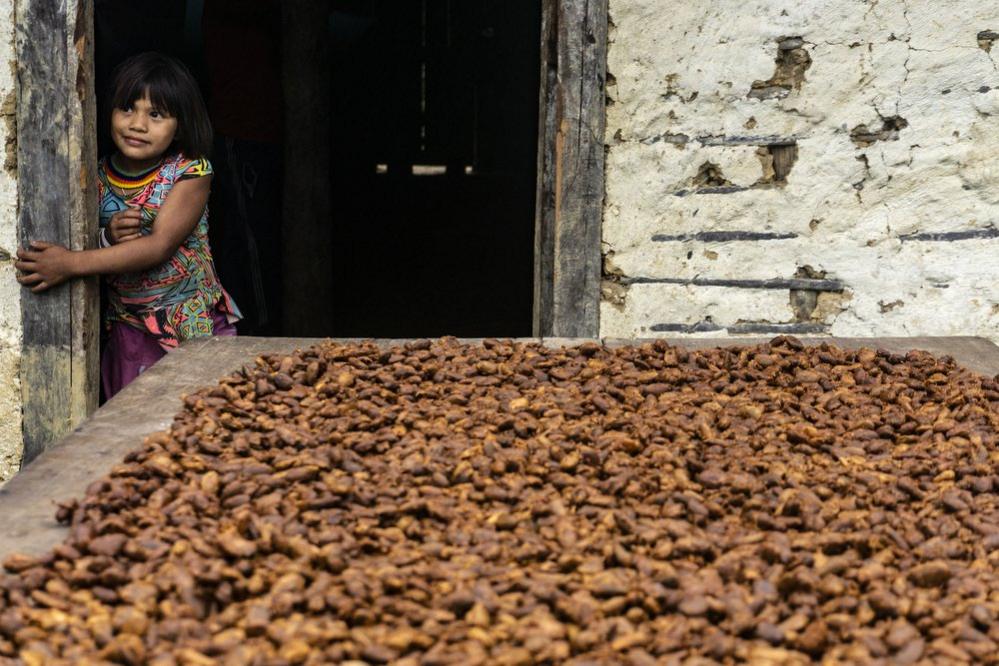 The cocoa seeds are dried in the sun