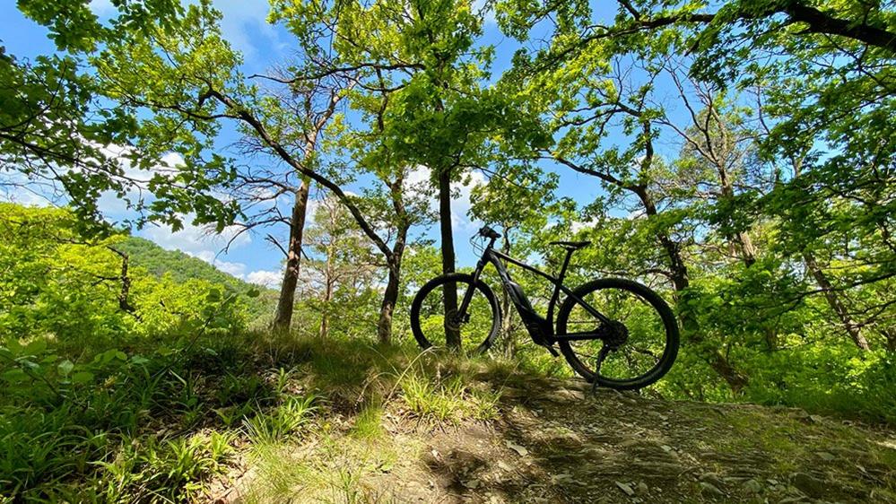 Bicycle in a wood