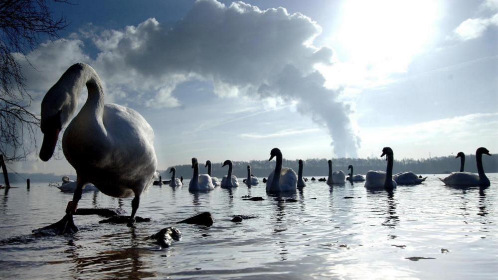 A large number of swans swim along in a lake. A swan in the foreground walks on the lake's shore. It has a tag around its foot.