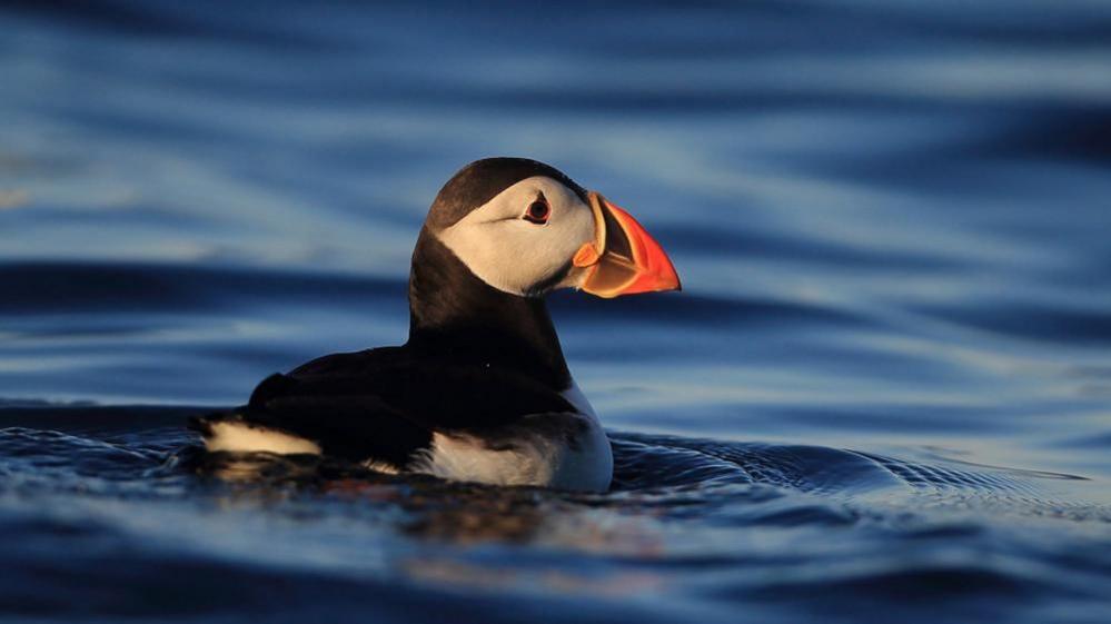 A black and white puffin with a large orange and black beak puffin sailing on blue water