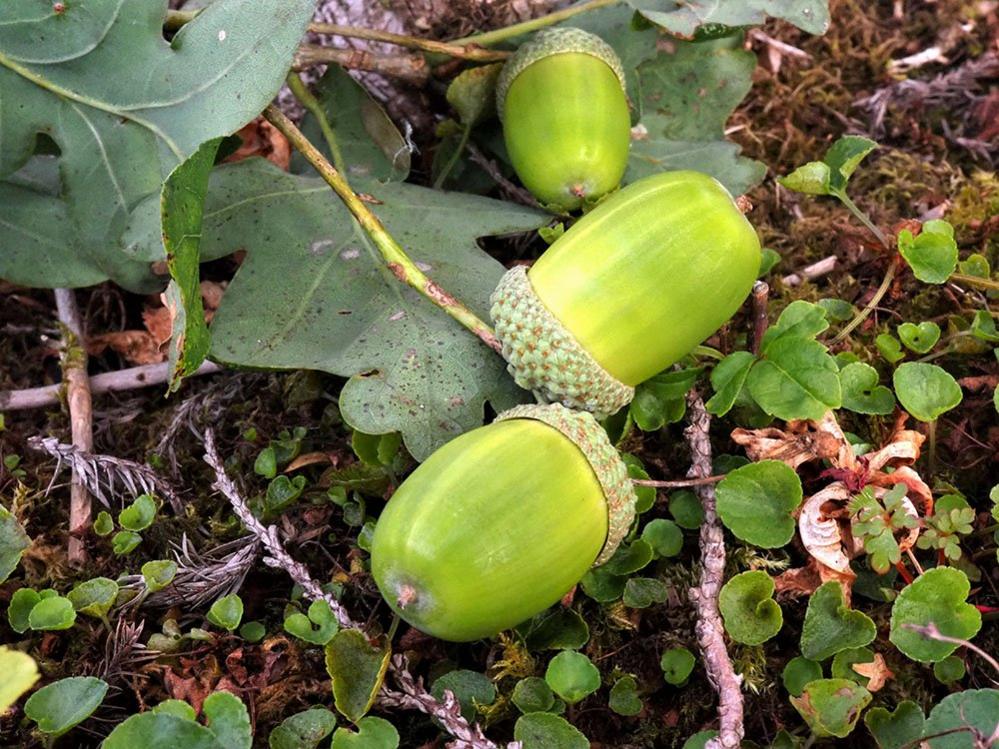 Acorns