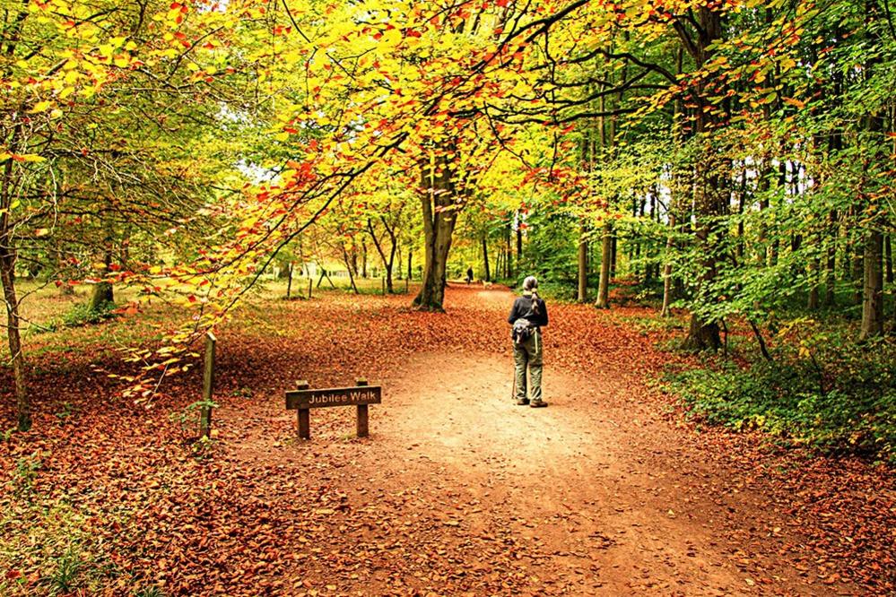 Woman in woodland