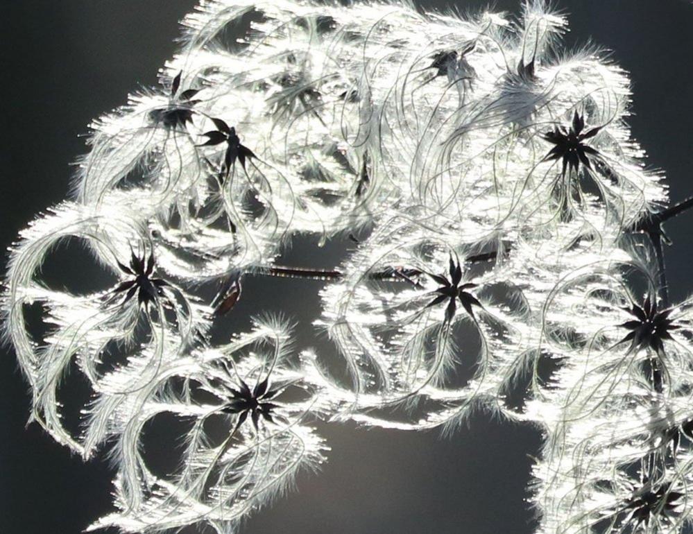 The sun shines through a clematis, sometimes known as Old Man's Beard.