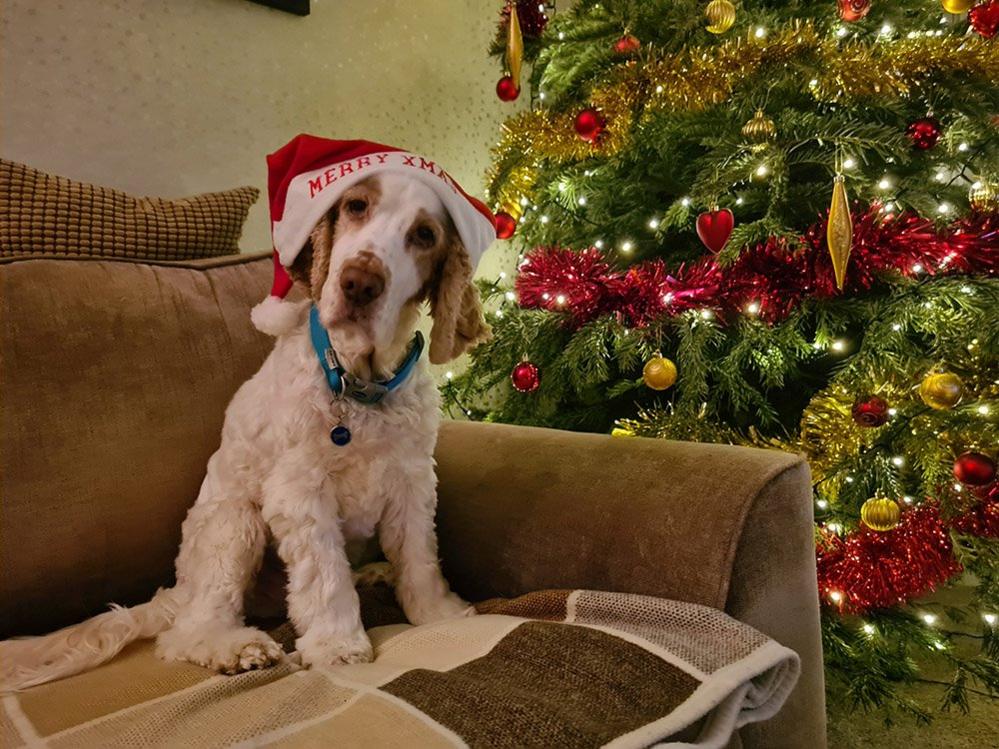 A dog with a Christmas tree