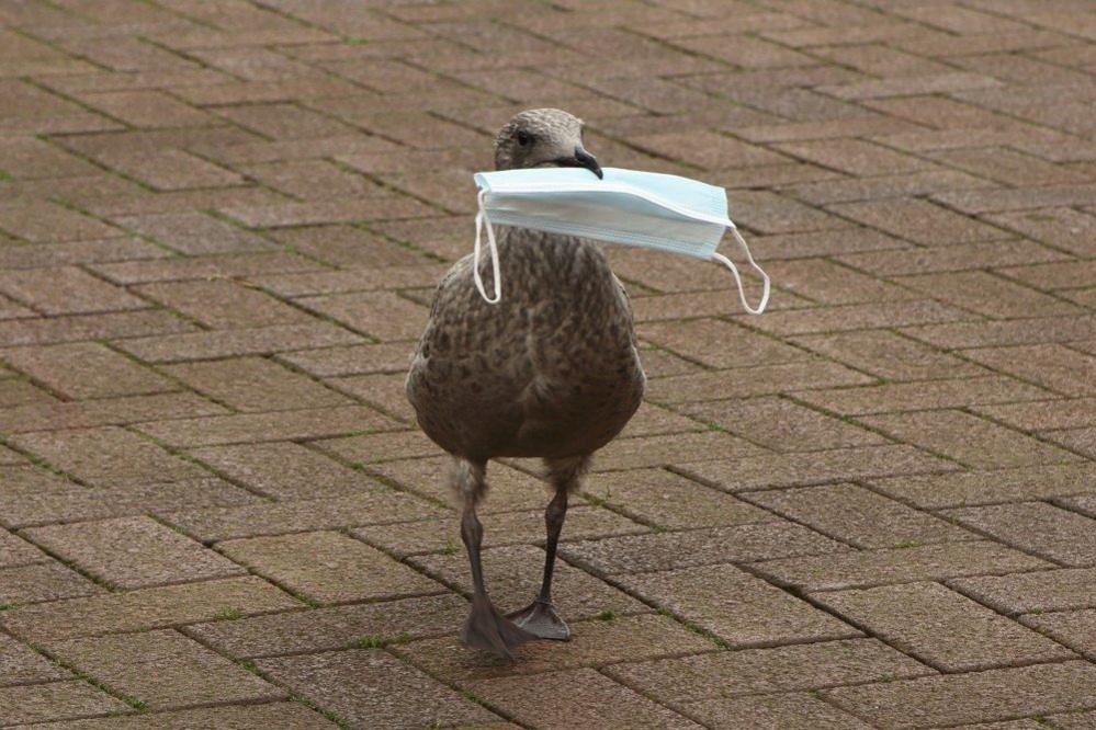 Gull with a mask in mouth