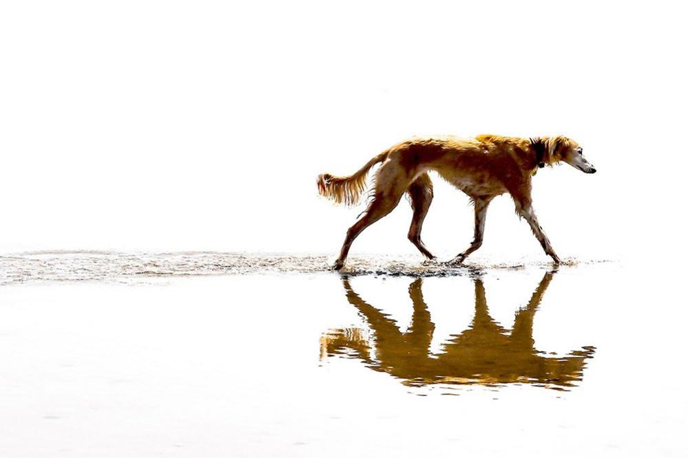 Dog on water