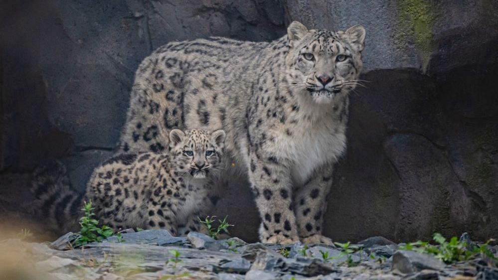 a mother snow leopard and her tiny cub in the outside enclosure at the zoo