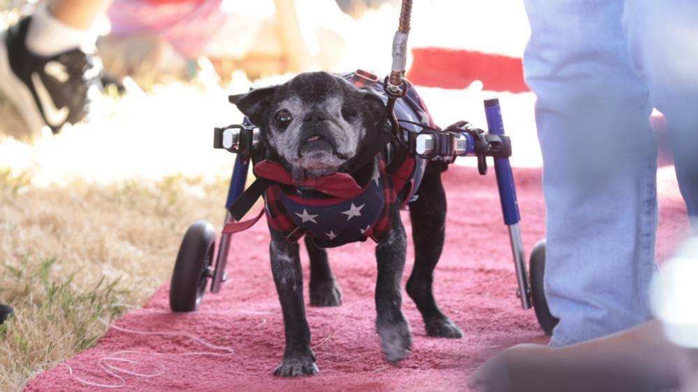 A dark grey pug walks down a red carpet, strapped into support wheels for his hind legs