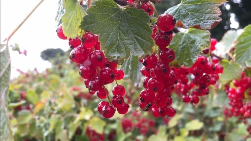 Redcurrants on the bush, with leaves and twigs, and the sky bleached out in the upper left of the picture.
