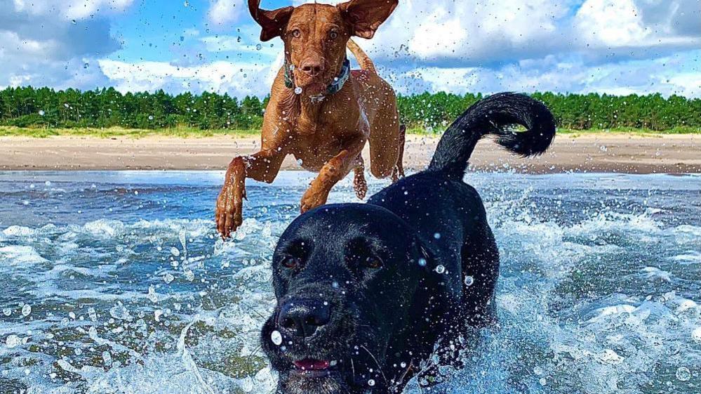 An orange Visla dog and a black dog splashing about in the sea, there is a beach in the distance