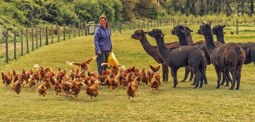 A lady wearing a purple hoodie, surrounded by chickens and some llamas