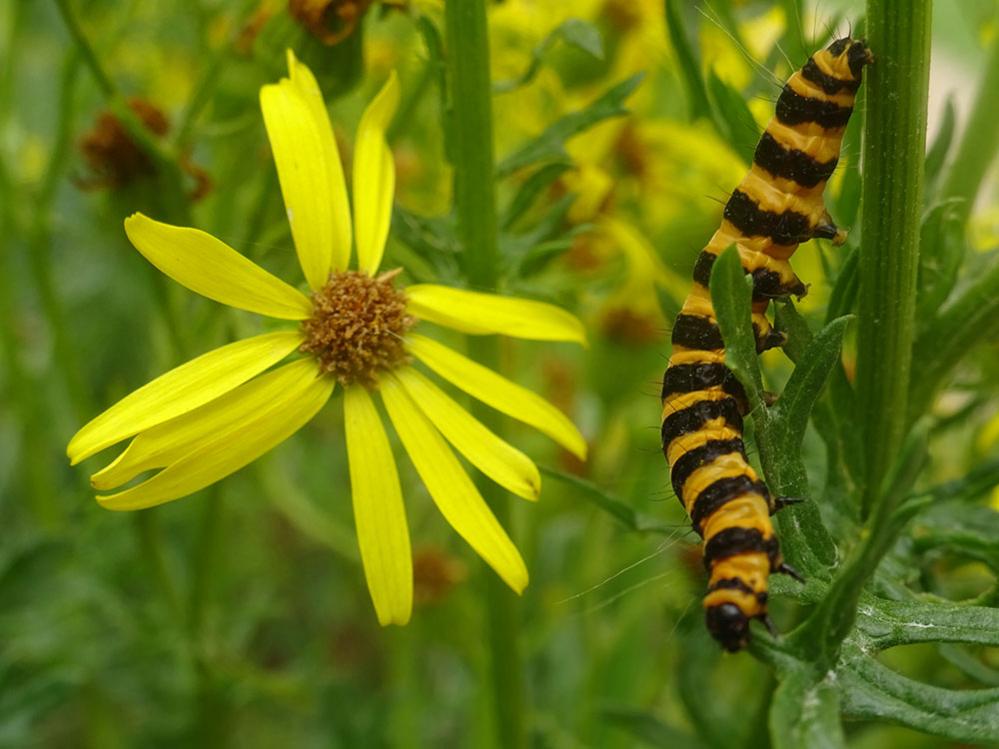 Caterpillar