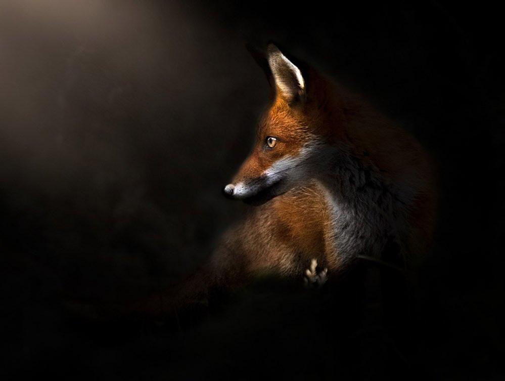 Fox