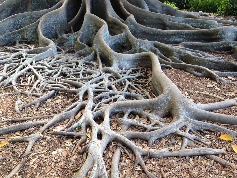 Tree roots