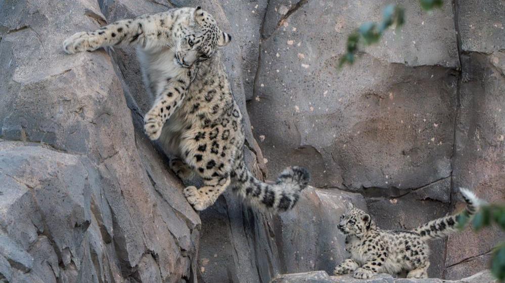 a mother snow leopard and her tiny cub in the outside enclosure at the zoo