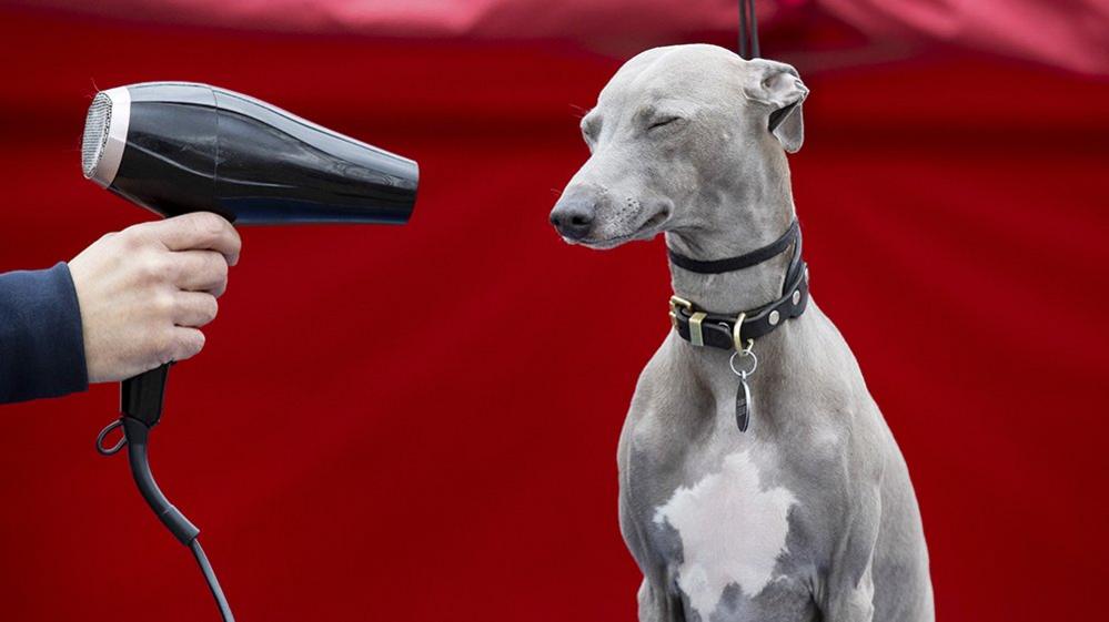 Dog with hairdryer