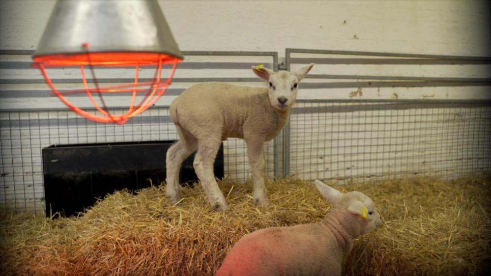 Two lambs in a pen, with one standing on a bale of straw. There is a heat lamp to the upper left of the image, and fencing is forming part of the backdrop of the image.