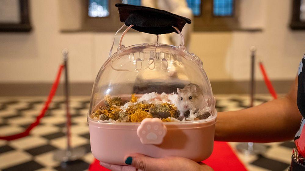 hamster in hamster ball with graduation cap on top