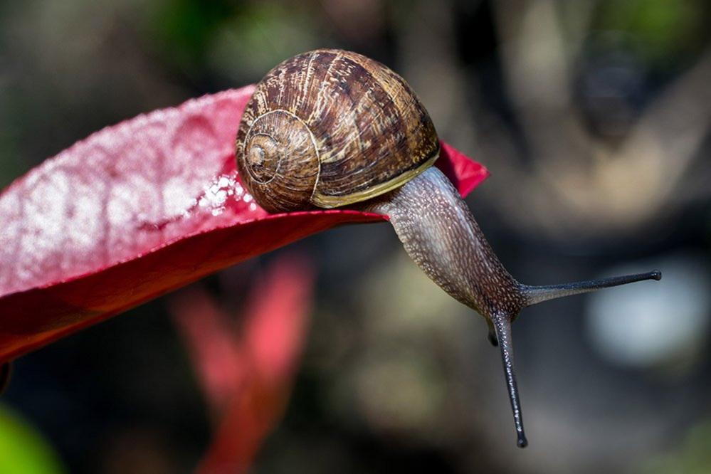 Snail on a leaf