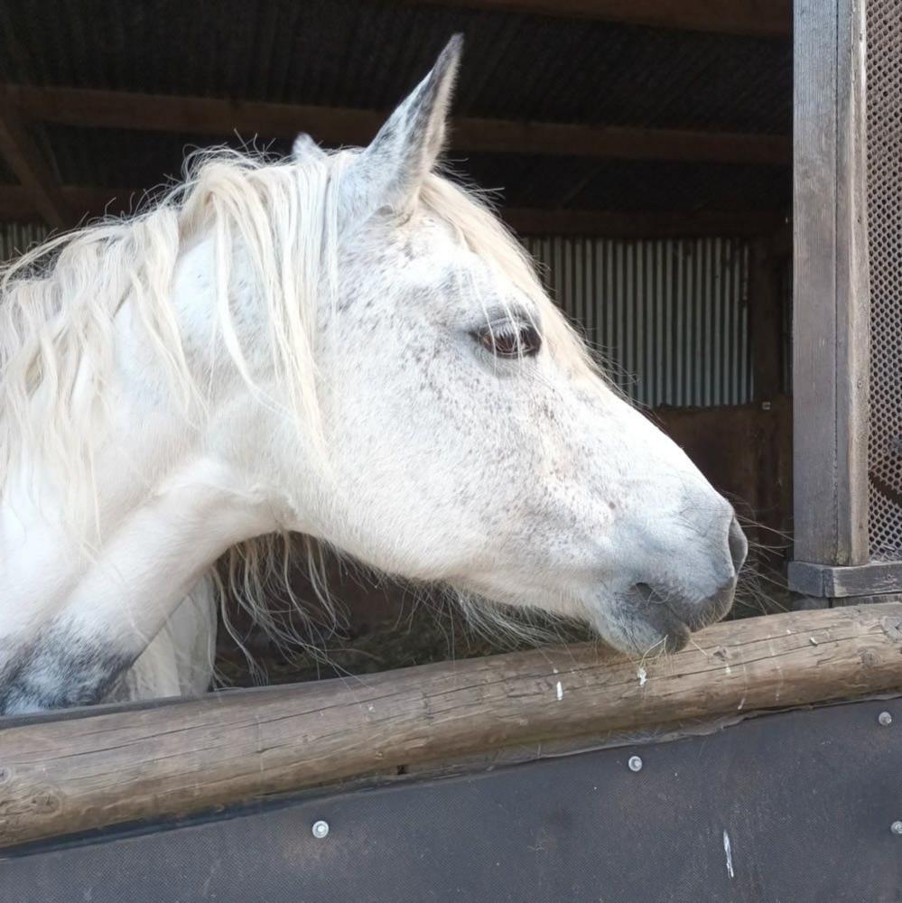 A white horse in a stable looks over the door.