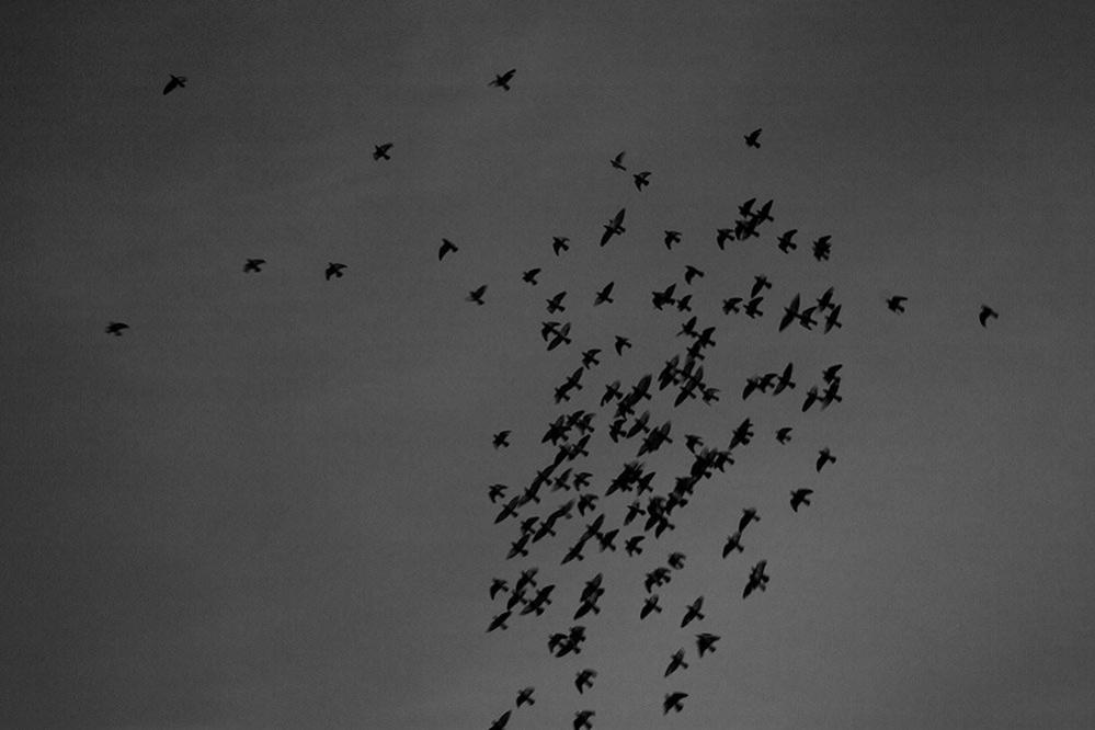 Birds in flight