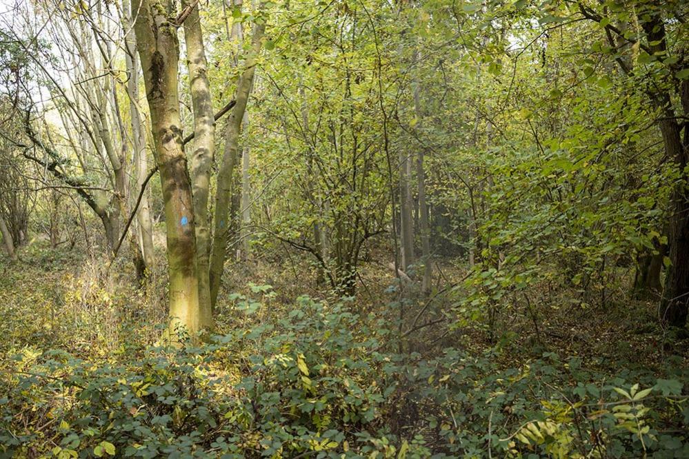 Ancient woodland at the site but untouched by the work