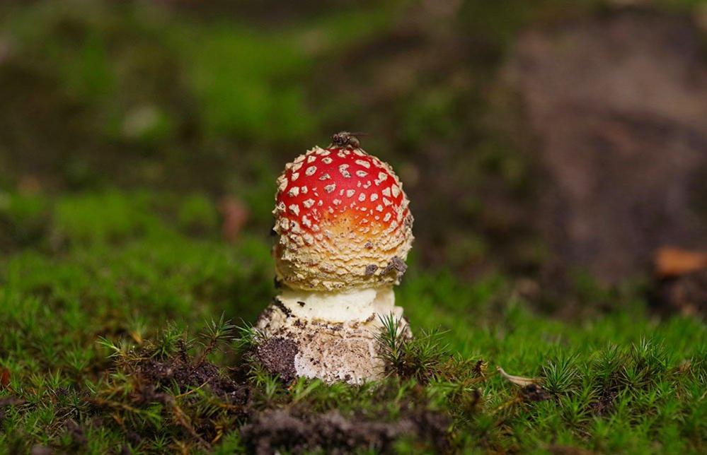 Fly agaric toadstool