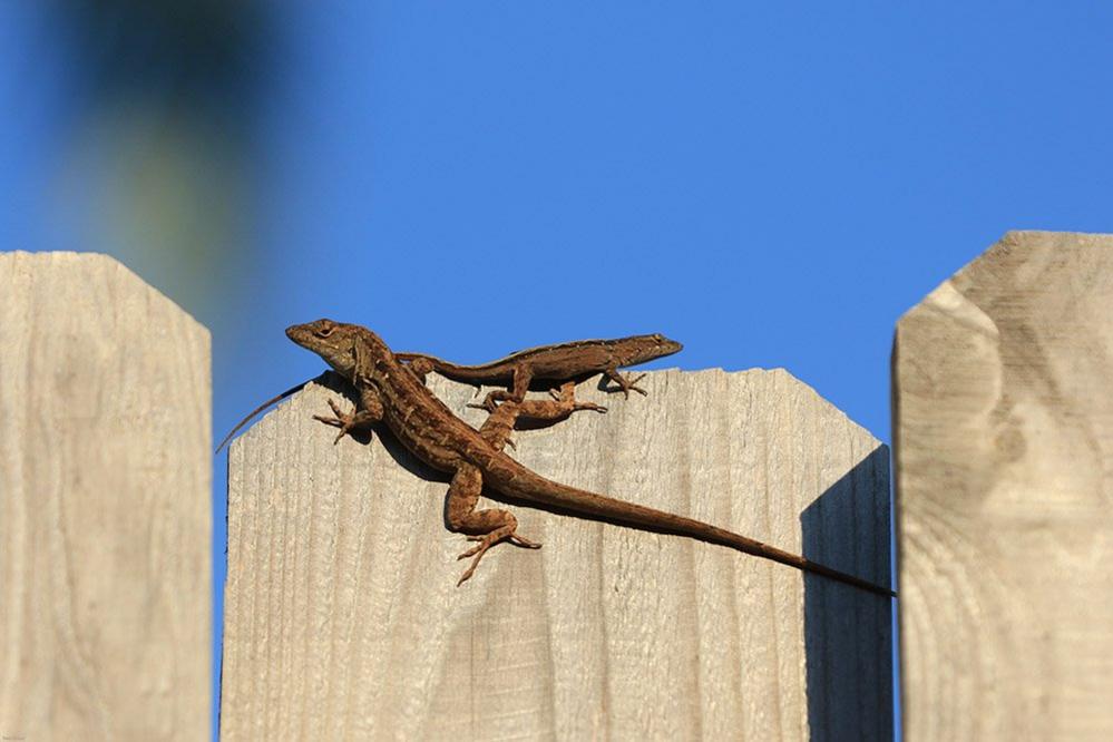 Lizards on a fence