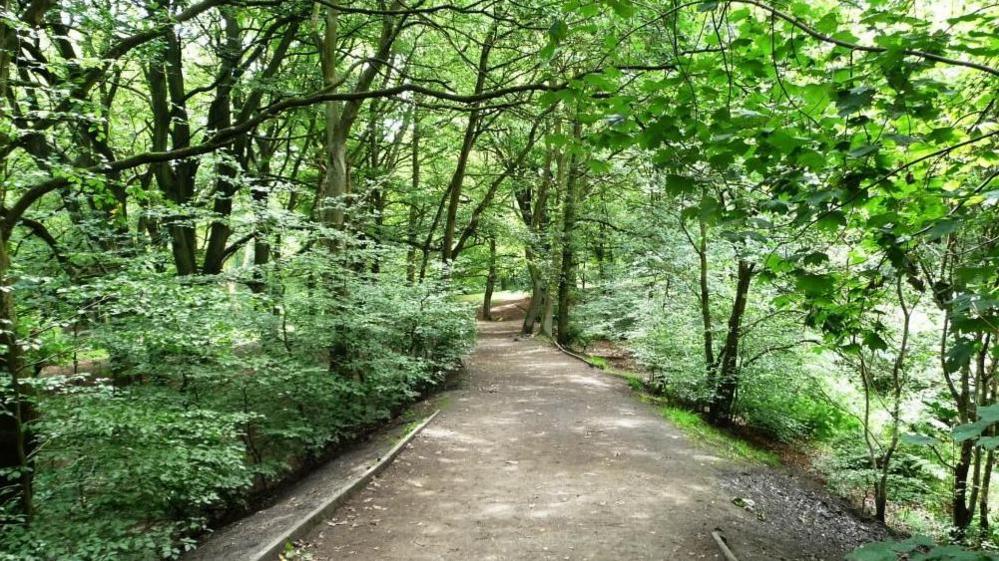 A pathway running through woodland with surrounding tress and bushes.