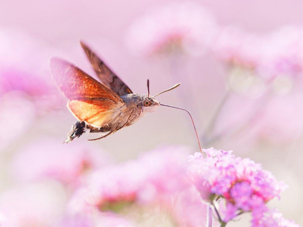 Hummingbird hawk moth