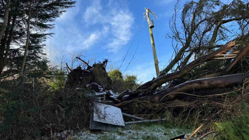 An uprooted tree has fallen and ripped down electricity lines from the telegraph pole. 