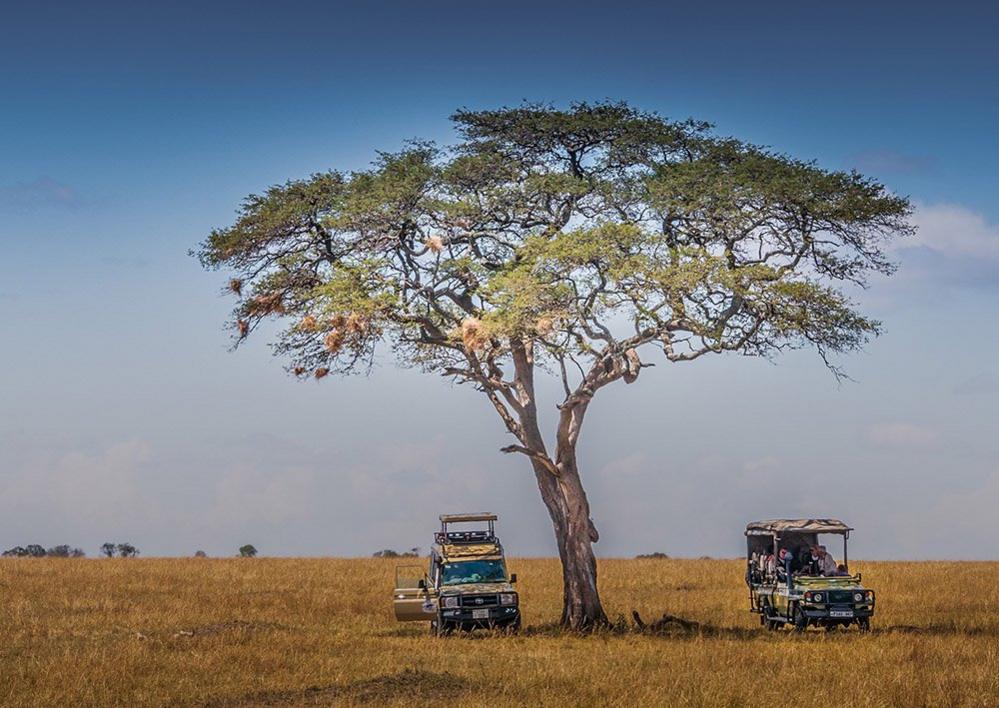 Land Rovers under a tree