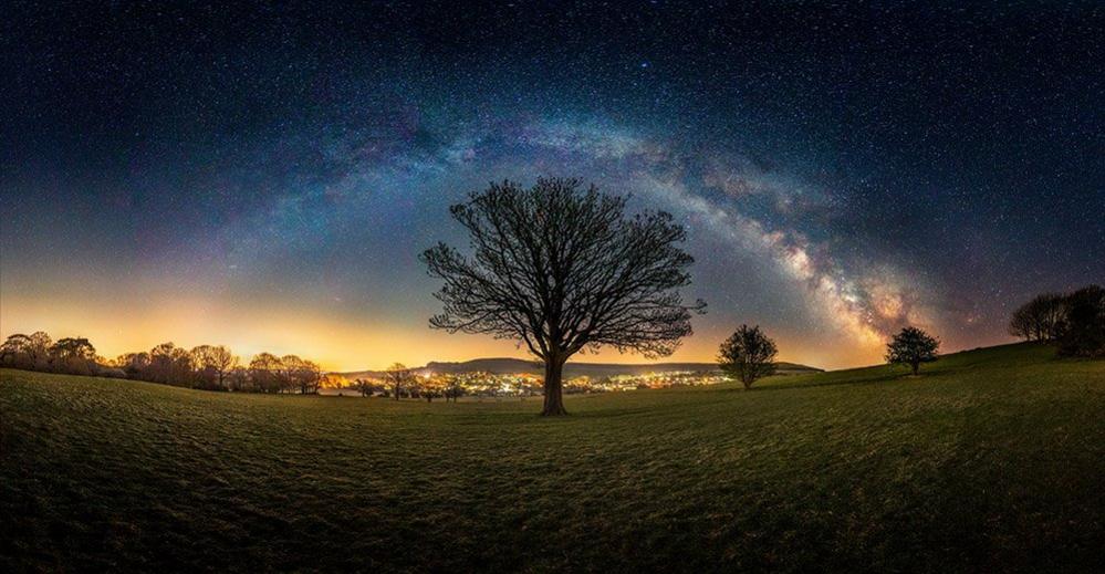 Tree at night