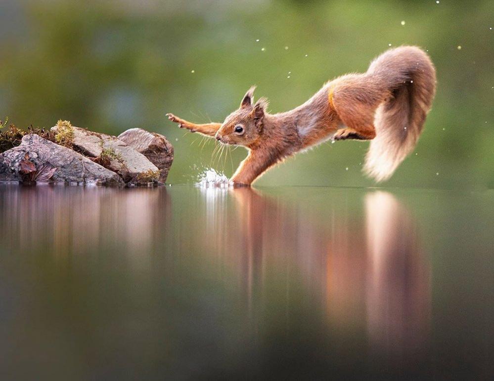 Squirrel falling into water