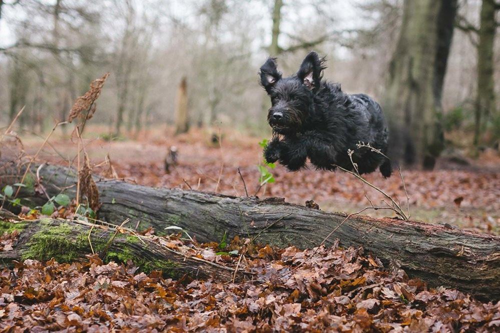 Labradoodle chasing a ball