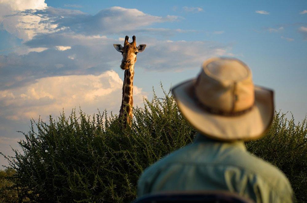 Giraffe above a hedge