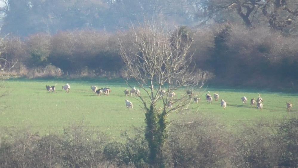 Hounds running across a field captured by hunt saboteurs