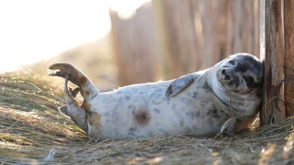 A grey seal lying on its left side in grass with its head against a wooden fence