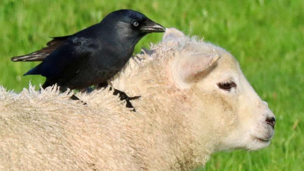 This image shows a jackdaw perched on the back of a sheep. There is green grass in the background.