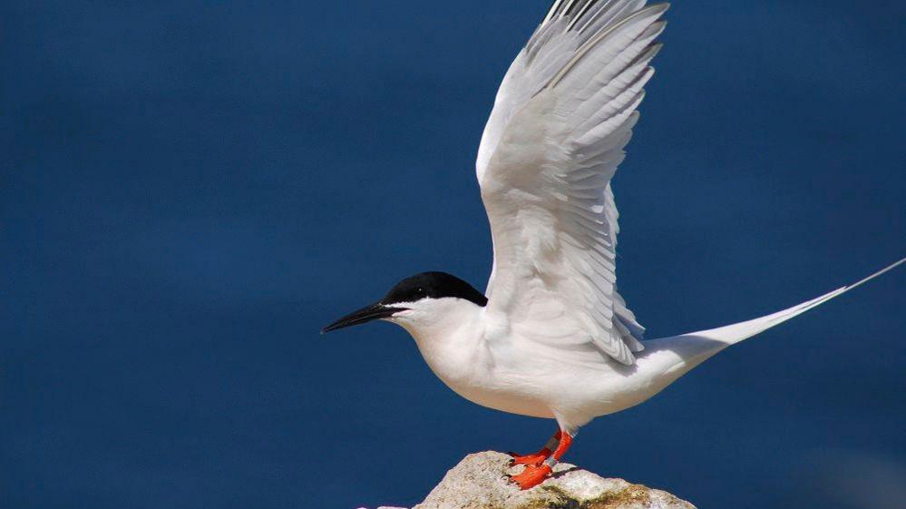 A roseate tern which has a black head and beak, white body and orange feet standing on a rock with its wings spread.