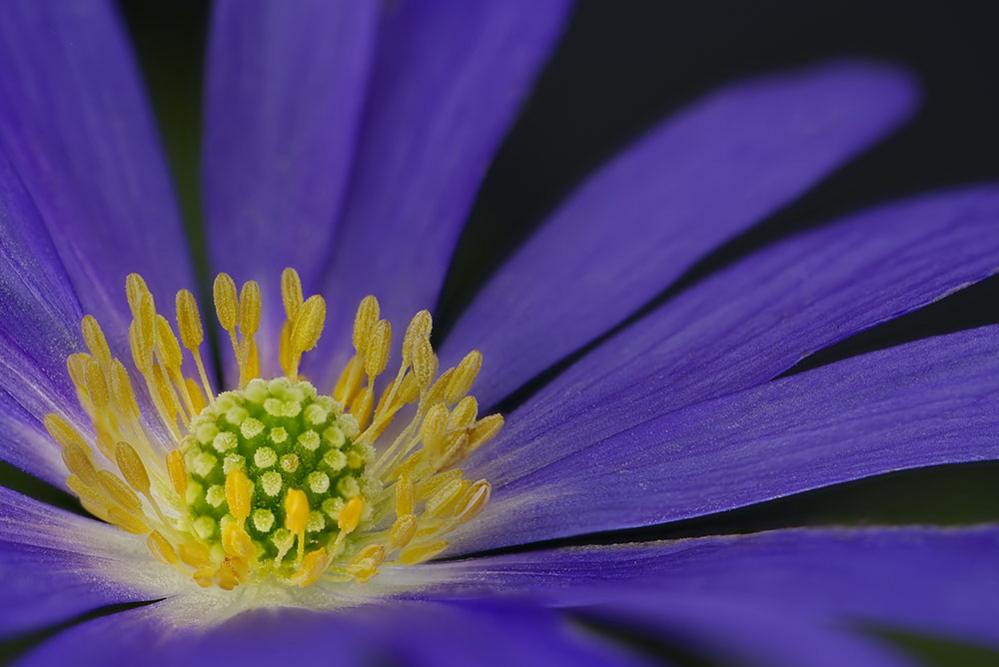 Close-up on an anemone