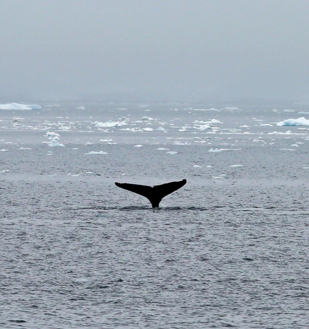 The tail of a whale seen sticking out the water