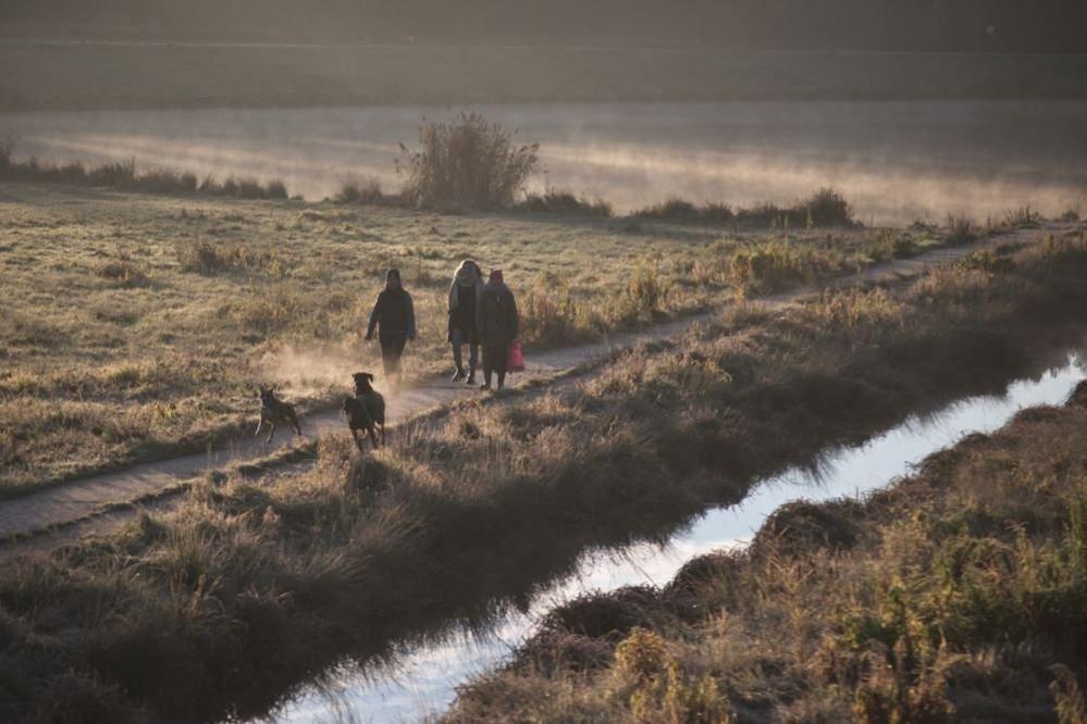 People walking their dogs