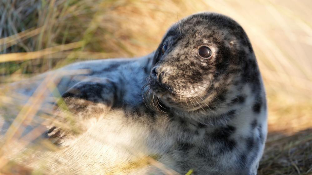 A seal lying in the grass: sunlight is lighting up the seals left eye