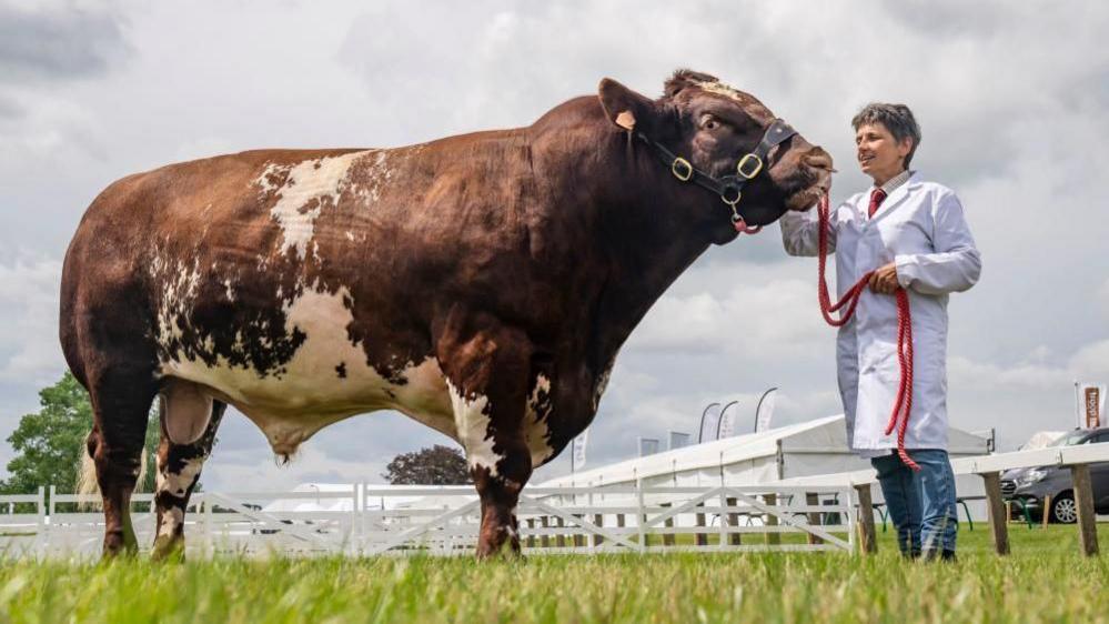 A cow at the Great Yorkshire Show